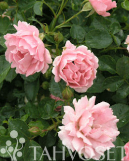 Tuotekuva-SOMMERWIND RUUSU