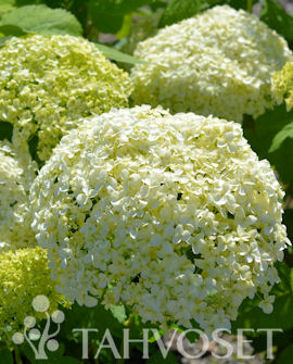 Tuotekuva-STRONG ANNABELLE® PALLOHORTENSIA