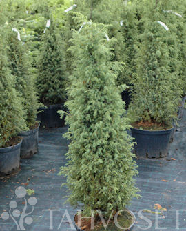 Tuotekuva-SUECICA PILARIKATAJA