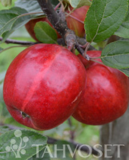 Tuotekuva-SUMMERRED OMENA