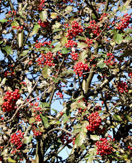 Tuotekuva-SUOMENPIHLAJA