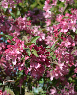 Tuotekuva-SUSANNA MARJAOMENAPENSAS