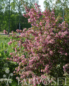 Tuotekuva-SUSANNA MARJAOMENAPENSAS