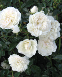 Tuotekuva-SWANY RUUSU