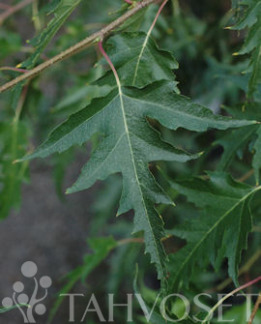 Tuotekuva-TAALAINKOIVU