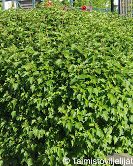 Tuotekuva-TAIKINAMARJA