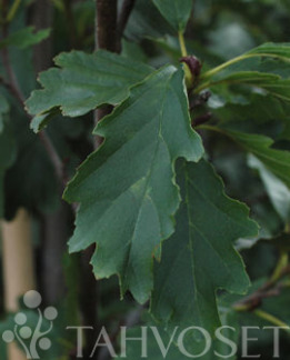 Tuotekuva-TAMMENLEHTILEPPÄ