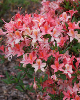 Tuotekuva-TARLEENA PUISTOATSALEA FinE