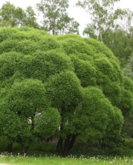 Tuotekuva-TERIJOENSALAVA