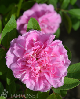 Tuotekuva-TERESANRUUSU