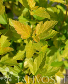 Tuotekuva-TINY WINE® GOLD KELTAHEISIANGERVO