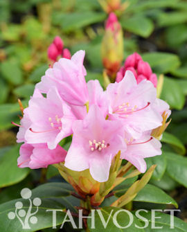 Tuotekuva-TIUKU ALPPIRUUSU FinE