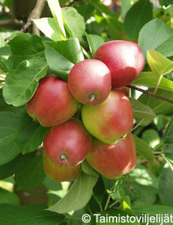 Tuotekuva-TOBIAS OMENA