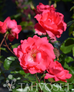 Tuotekuva-TOM TOM RUUSU