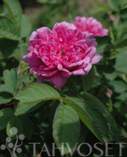 Tuotekuva-TORNIONLAAKSONRUUSU