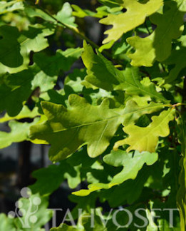 Tuotekuva-TRYFFELI-TAMMI