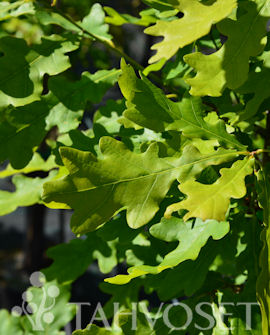 Tuotekuva-TRYFFELI-TAMMI