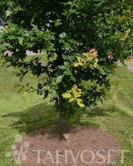 Tuotekuva-TRYFFELI-TAMMI