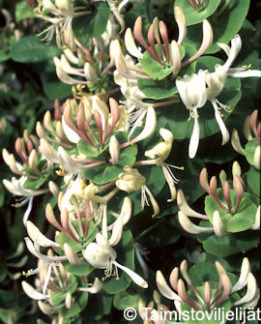 Tuotekuva-TUOKSUKÖYNNÖSKUUSAMA