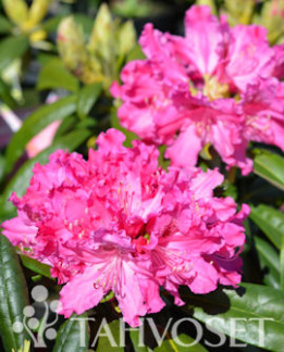 Tuotekuva-UNELMA ALPPIRUUSU FinE