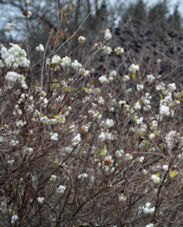 Tuotekuva-VALKOLUMIMARJA