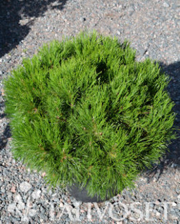 Tuotekuva-VARELLA KÄÄPIÖVUORIMÄNTY