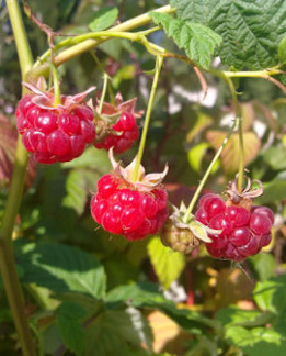 Tuotekuva-VILLE pensasvadelma VADELMA