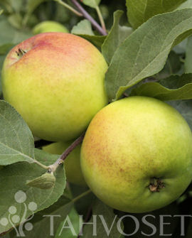 Tuotekuva-VUOKKO OMENA KÄÄPIÖIVÄ