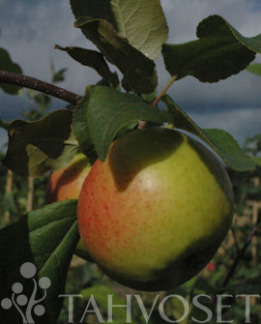 Tuotekuva-VUOKKO OMENA KÄÄPIÖIVÄ