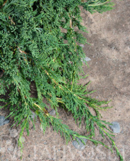 Tuotekuva-WILTONII SINILAAKAKATAJA