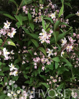 Tuotekuva-YUKI CHERRY BLOSSOM™ NIETOSPENSAS