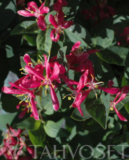 Tuotekuva-ZABELII KAUNOKUUSAMA