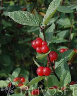 Tuotekuva-ZABELII KAUNOKUUSAMA