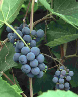 Tuotekuva-ZILGA TARHAOJUKKAVIINI