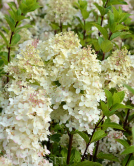 Tuotekuva Limelight Prime syyshortensia