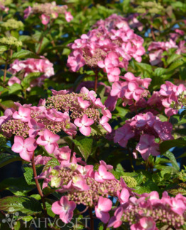 Tuotekuva pop_star_jalohortensia