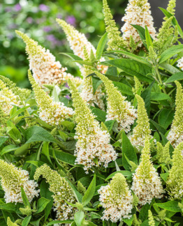 Tuotekuva Butterfly Candy Little White