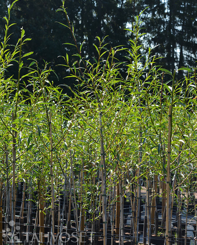 HUURREPAJU ; 150-200, At - Image 2