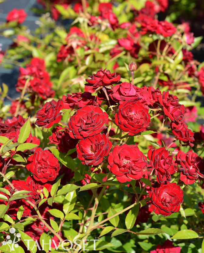 CHI RUUSU ; At 3 L - Image 2