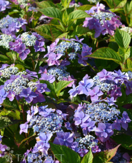 Tuotekuva flair_flavours_blackberry_pie