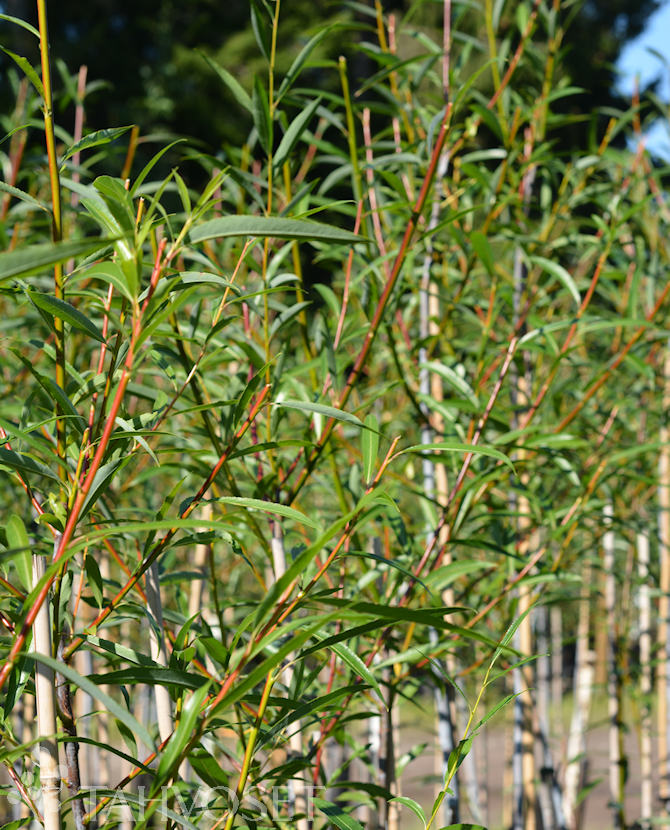 HUURREPAJU ; 150-200, At