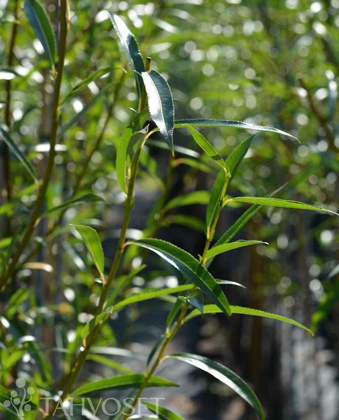 HUURREPAJU ; 150-200, At - Image 3