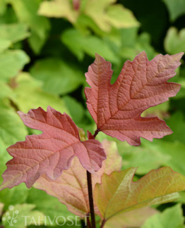 Tuotekuva oh_canada_koiranheisi