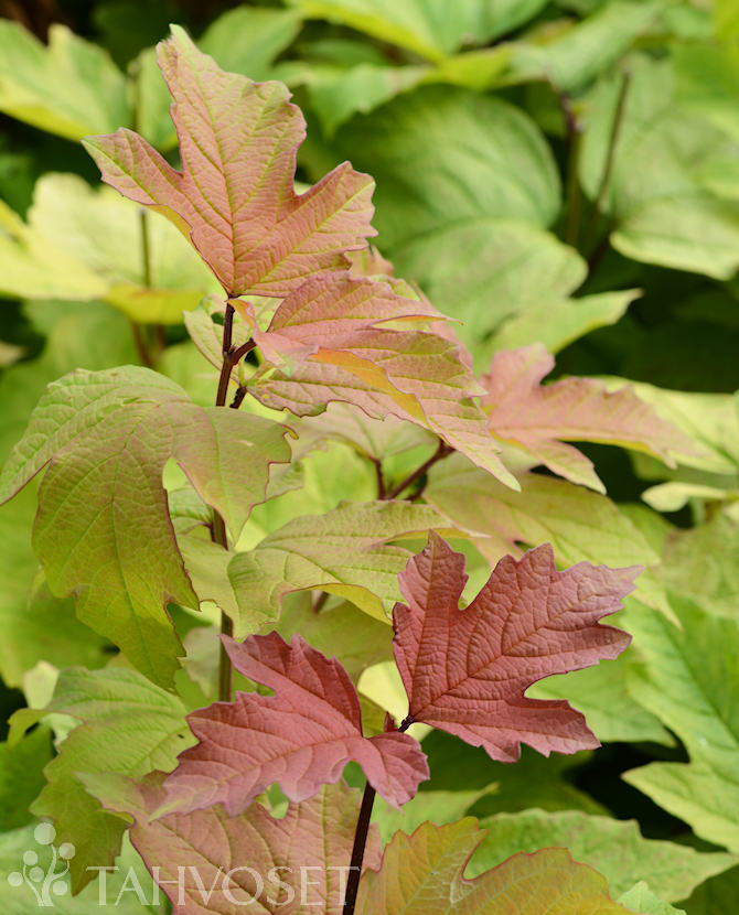 Tuotekuva oh_canada_koiranheisi