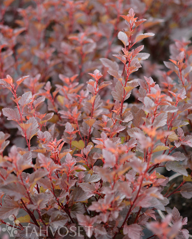 Tuotekuva spicy_devil_purppuraheisiangervo