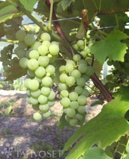 Tuotekuva-ADALMINA AITOVIINIKÖYNNÖS