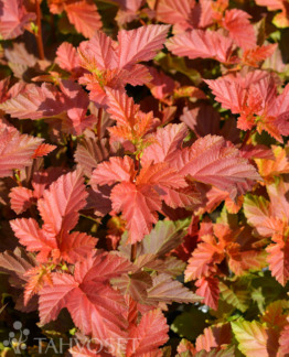 Tuotekuva amber_jubilee_heisiangervo