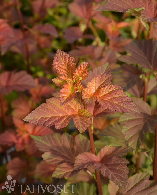 Tuotekuva amber_jubilee_heisiangervo