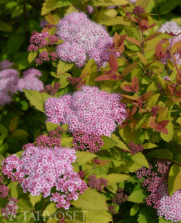 Tuotekuva double_play_big_bang_pensasangervo