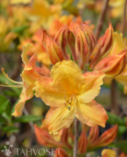 tuotekuva golden_lights_revontuliatsalea